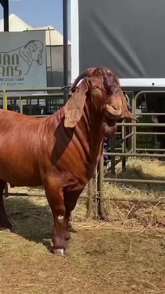 Élevage de chèvres Kalahari et Boer