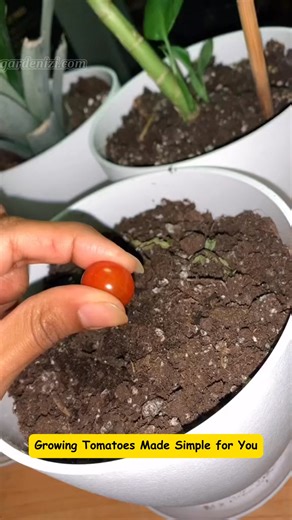 2.8K views · 16 reactions | Fastest Growing Tomatoes: Tips for Quick Maturation Learn how to grow tomatoes quickly with these expert tips. Discover the secrets to fast-maturing tomato plants and enjoy homegrown produce in no time! #tomatoplants #growyourfood #vegan #rawvegan #tomatoes #nature #plantsoftiktok #plantmom #gardening #gardeningtipsforbeginners #gardening #gardenizi | Garden Lovers | Facebook