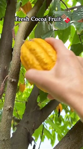The fruit of the cacao tree????#cocoa #chocalate #fruit #farm #asmr | Grafting&Planting