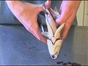 Wie man einen Fisch ausnimmt - Lernvideo aus der Fischerprüfung NRW