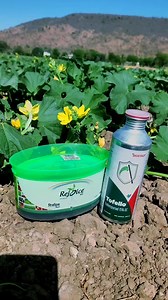 How to grow in cucumber 🥒 #cucumber #🥒#🌱#growing#timleps#krish | Krish Dkd