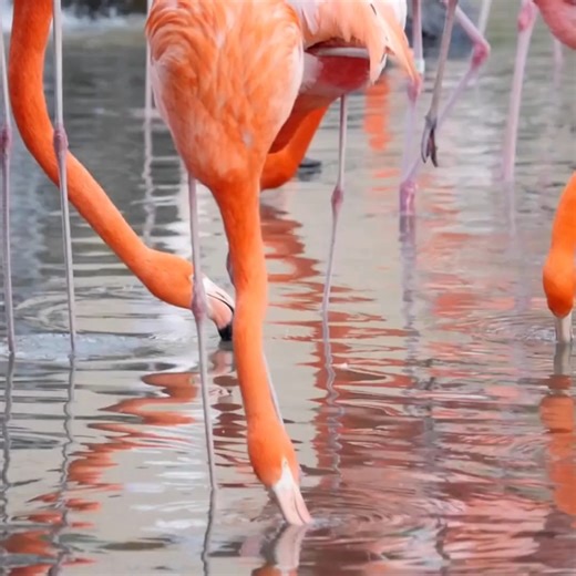 Enjoy the magic of Key West in this charming island home with a loft. This Adults Only property is secluded yet conveniently located and walkable to Duval Street. Allow yourself to be wrapped in happiness in this cozy haven with modern conveniences! Flamingo Cottage- NEW Nightly Rental 2 Bedrooms 1 Bathroom 4 Guests! https://www.historickeywestvacationrentals.com/vacation-rentals/flamingo-cottage-new-nightly-rental #KeyWest #CouplesCottage #AdultsOnly #SoloTravel #DigitalNomads #KeyWestLife #Hol