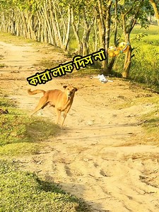 897K views · 22K reactions | Drone prank funny video﫣藍 #fy #foryou #droneprank #prank #village #funny #viral #explore #follower #everyone #everyonefollowers #everyonehighlights | Fokir Lal | Facebook