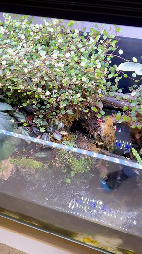 Predators live on these islands 🐜 . . . . . . #ecosystem #ecosystems #nature #animals #naturelovers #natureindoors #frogs #tadpoles #tropicalplants #mushrooms #mushroom #pets #hobby #wildlifeaddicts #bioactive #paludarium #aquascape #terrarium #vivarium #aquarium #bioactiveterrarium #bioactivevivarium #bioactivesetup #bioactiveenclosure #bioactivehabitat #bugs #insects #macro #predator #sting | AntScapes