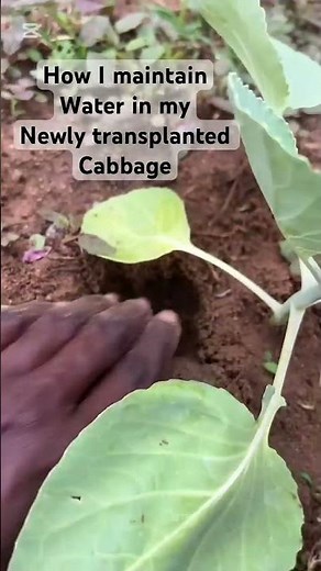 How I maintain water in my cabbage roots #gardening #cabbage #farmingtips