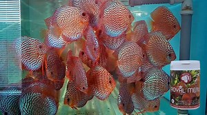 For best natural color results - ROYAL MENU with top possible composition. Composition : krill, squid meal, insect protein,fish meal, rice protein, rye,rice, wheat, shrimp meal,dried algae Chlorella and Spirulina,salmon oil,brewers yeast,zeolite,mixture of medicinal herbs, mushroom Shiitake,Chia seed oil,red paprika pigment,amino acids,prebiotics,mannanoligosacharides and beta-glucans,probiotics,black mosquito larvae and more | Discus-Siner.sk