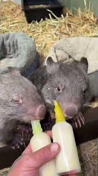Two sleepy little wombats having bedtime cuddles 💕🐻 #wildliferescue #cuddle #sleep