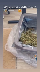 Lennon The Bunny on Reels