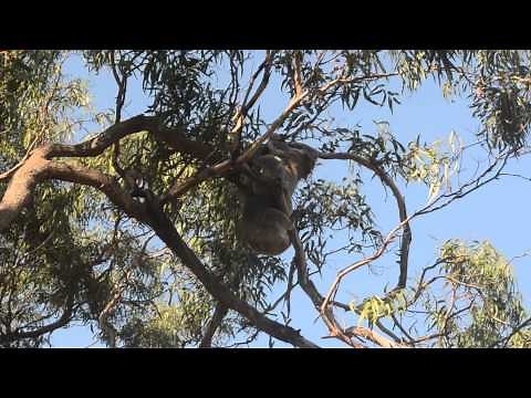 Wild Koalas Mating - Raymond Island