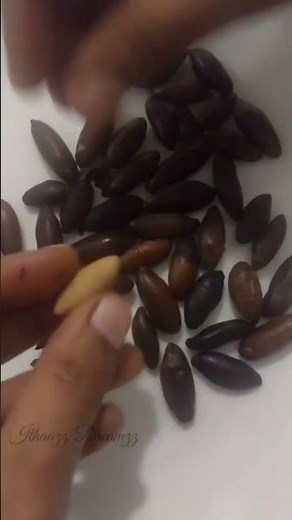 Baru Nuts Roasted /crunchy and delicious/ Brazilian baru nuts