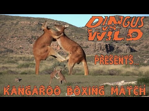 Boxing Kangaroos pummel each others' testicles for a chance to mate!