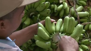 62K views · 1K reactions | Ini dia pisang mas kirana alias primadona kota Lumajang #SiBolang Mau belanja hemat? Mau nongkrong bareng temen yang gak nguras kantong? Pakai Allo Bank aja! Buruan klik https://qrco.de/socmedtrans7 buat tau! #ExperienceASimpleLife | TRANS7 | Facebook