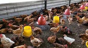 Ayam RADIX dengan Bioteknologi POC Pak Haji. Produk di Outlet & Warehouse Frozen Food Pak Haji merupakan hasil dari penternakan ayam oleh HPA. #sihat #organik #halal | HPA International