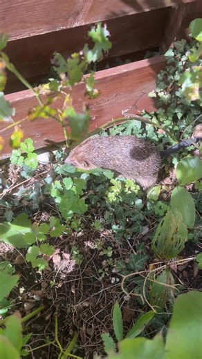 🍂 Plötzlich raschelt’s im Garten – ein Igel macht sich auf Futtersuche! 🦔 Jetzt beginnt die heiße Phase für unsere stacheligen Gartenbesucher: Sie müssen sich ordentlich Winterspeck anfressen, bevor es kalt wird. ❄️ 👉 Damit sie genügend Fettreserven anlegen, kannst du deinem Igel im Garten zum Beispiel ungewürztes Rührei anbieten. Aber Achtung: Finger weg von speziellem Igelfutter aus dem Handel! 🚫 Viele Tierärzte warnen davor, da der Eiweißgehalt oft zu niedrig ist. Noch mehr Tipps für eine