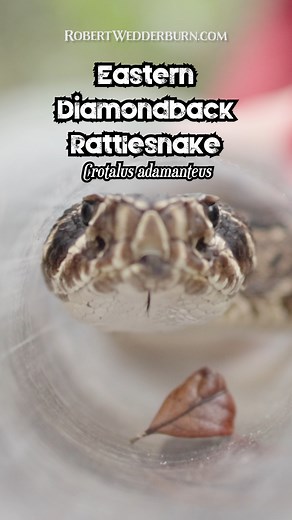 🐍 Eastern Diamondback Rattlesnake in a TUBE!🐍 #snake #EasternDiamondback #Rattlesnake #SnakeLover #snakes #Venom #Herpetology #Reptile #snakebites #venom #Wildlife #HerpNation #HerpLife #WildlifeConservation | Robert Wedderburn Productions