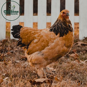 Buff Brahma Chickens