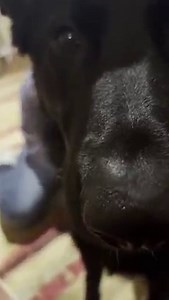 832K views · 2.7K reactions | Getting a massage while eating cheez it’s… 磊 WINNING!! ~Churchill | Ten Shakes of Grace | Facebook