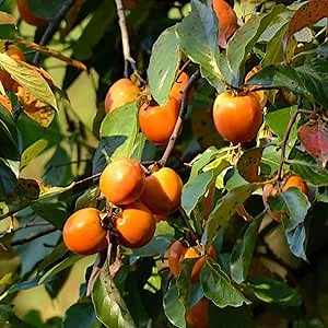 CHUXAY GARDEN Diospyros Virginiana Seed 5 Seeds Heirloom Persimmon Fruit Plant Non-GMO Sweet Fruits High Yield Flourishing