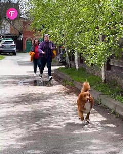 125K views · 315 reactions | A dog helps a pregnant woman get emergency assistance | Tips & Tricks | Facebook