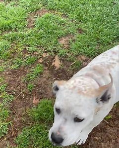 Holly | Camelot Pet Resort | Facebook