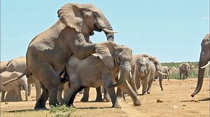Mating Elephants | Ruby Life