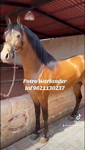 Chulo potro Warlander con 2 años y 5 meses de edad, con un color muy exótico💯🔥Muy afrisonado, excelente temperamento, muy buena morfología y de mucha calidad! Se va por 150 Pts 📲 http://wa.me/529621130237 Contamos con servicio de flete a todo Usa 🇺🇸 México 🇲🇽 y Centroamérica 🇬🇹🇭🇳🇸🇻🇳🇮🇨🇷 | Caballos Moreno