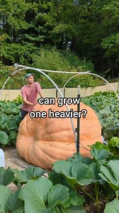 I think one of the three patches can 🎃🎃🎃#giantpumpkin #gardening #plants #garden #vegetables #plant #pumpkin | northeastgiantpumpkin