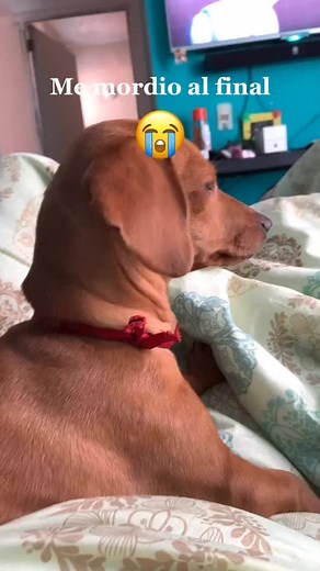 Heartwarming Moment: Dog Relaxing on Cozy Bed