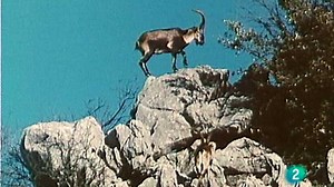 Cazorla, madera y hombre