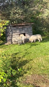 Who knew getting new cedar shaving bedding could cause so much excitement?! Brothers Unole & Noatak wrangle for first dibs while sister Neytiri watches their silliness. | Wolf Mountain Nature Center