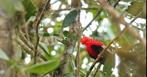 Cock-of-The-Rock, Rupicola peruvianus, red bird with fan-shaped crest perched on branch in its typical environment of tropical rainforest. National bird of Peru. Blurred green tropic background.