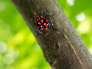 Spotted Lanternfly Invasion Spreads: How To Stop The Pest In MD