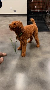 Fulton County Animal Services on Reels