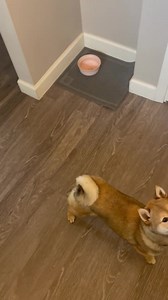 Shiba Inu Rescue Association (SIRA) on Reels