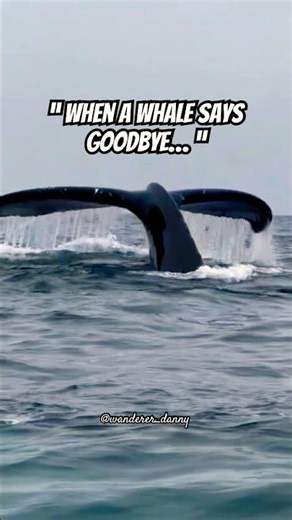 “Whale Tail Close‑Up: Majestic Detail in 4K”🐳 #shorts #whale #viral