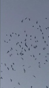 Millions of Bats 🙀Gainesville UF Bat Houses!! #florida 🦇