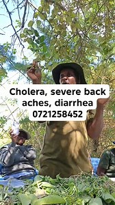 7.8K views · 110 reactions |  Rhus Natalensis & Rhus vulgaris Herbal...