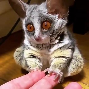 2.7K views · 57 reactions | Mouse lemur | Animals Videos | Facebook
