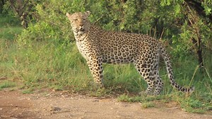 Beautiful female leopard hunting #viral #reels #travel #life #Amazing #video #nature #wildlife #reelsfb #africa | African Bush Kingdom