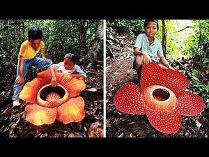 10 RARE AND AMAZING FLOWERS You Won't Believe Exist