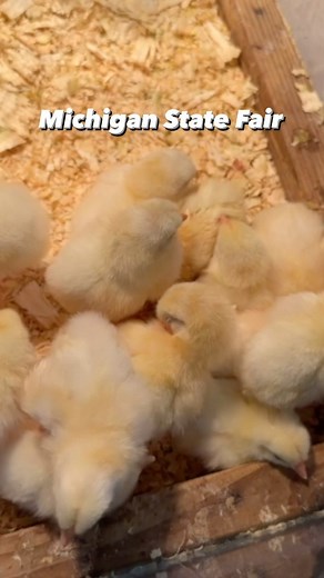 Enjoy the sights and sounds of the Michigan State Fair. #michiganstatefair #statefair #fair #michigan #festival #laborday | WXYZ-TV Channel 7