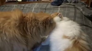 The introduction... | Pierre