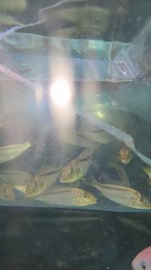 Predator Haps and other species available @ Fishy Bizniz Farm! 762-1223 | FISHY Bizniz FARM