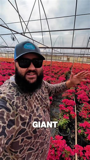 All About The Bougainvillea! | Texas Garden Guy