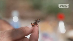 1.8K views · 16 reactions | Andrew Zimmern Eats Insect-Filled Nuggets | Bizarre Foods | Facebook