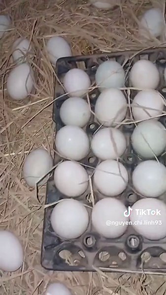 nguyễn chí linh trên TikTok