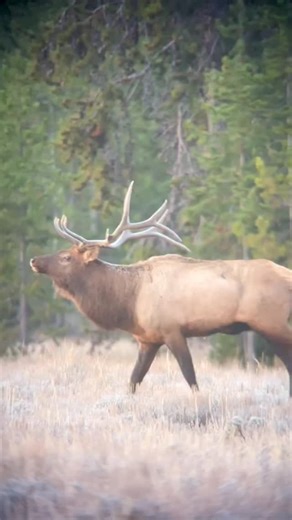 “Thunder struck” The intensity of this bull elk had exceeded full throttle as steam comes from its ever expanding breath on a recent chilly morning. #elk #elkrut #elklovers #elkbugling #bugle #wildlife #wildlifereels #wildlifelovers #wildlifephotography #nature #naturephotography #naturereels #nationalparks | Elk Raven Photography