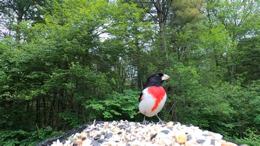 Rose-breasted Grosbeak, Common Grackle, Red-Bellied Woodpecker | Critter Cam