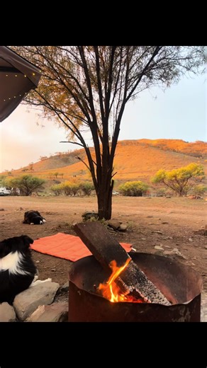 Nala and Willow on TikTok