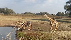 64 Robin Pope Safaris | Mirian Alger